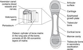 Long bones are composed of both cortical and cancellous bone tissue. Bone Matrix An Overview Sciencedirect Topics