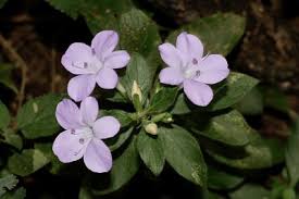 Image result for Barleria obtusa