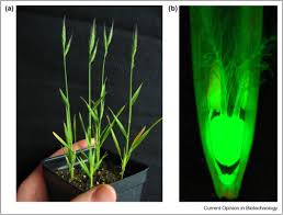 Image result for Brachypodium