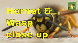 Uk Wildlife Wasp And Hornet Identification Comparison