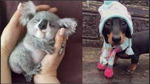 Cute Baby Animals Videos Compilation Cute Moment Of The Animals Cutest Animals 1 Youtube See more ideas about cute funny animals, cute baby animals, funny animal videos.