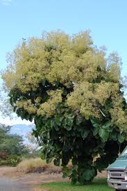 Image result for Tectona