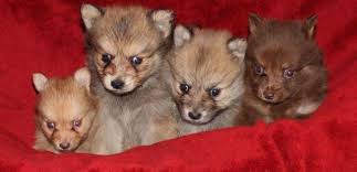 Maybe you would like to learn more about one of these? Pomsky Pets And Animals For Sale Florida