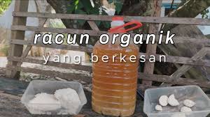 Pesticide right cara buat racun serangga dari lebihan nasi pembuatan baja organik ini cara semai benih cili macam sifu fertigasi lada solok biasa buat tanam. Cara Buat Racun Organik Cara Buat Racun Organik Daun Semambu Bawang Putih Dan Daun Ketum Mau Relax Jer Blender Semua Bahan Tersebut Dengan Minyak 2 Gipsonsan