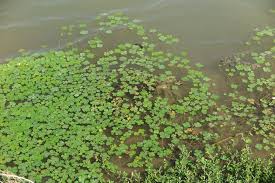 Image result for Marsilea apposita