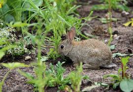 Fortunately, there are humane and straightforward ways to get rabbits away from your garden and your property. How To Get Rid Of Rabbits Bob Vila