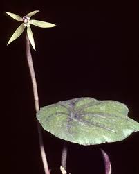 Image result for Nervilia adolphi