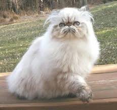 Raisng persian kittens is not just a business, it's a passion. Chinchilla Persian Kittens For Sale Cute Cats Pictures Persian Kittens Persian Kittens For Sale Himalayan Cat