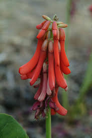 Image result for Erythrina zeyheri