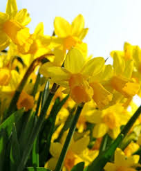 Narcissus Tete A Tete Tete A Tete Is One Of The Most Prolifically Grown And Admired Narcissi Of All Time A Pre 1949 Al Bulb Flowers Narcissus Narcissus Flower