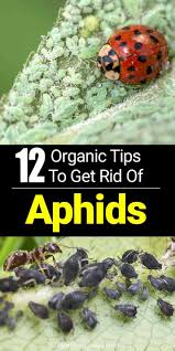 how to get rid of aphids 12 organic