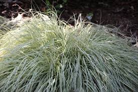 Image result for Carex mannii