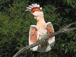 Cacatua Preco Fotos Da Alba De Crista Amarela Rosa E Preta Animais Cultura Mix
