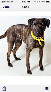 Brindle Dog Dogs Brindle Dog Breeds