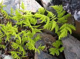 Image result for Gymnosporia oxycarpa