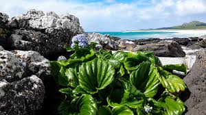 Image result for Hirpicium gracile