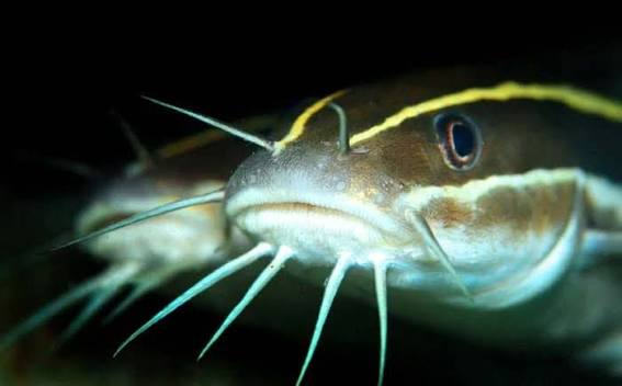 Görsel