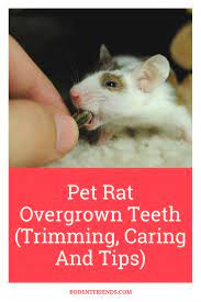 Pet Rat Overgrown Teeth Trimming Caring And Tips Rodent Friends Caring Friends Overgrown Pet Rat Rodent Teeth Tips Trimmi Pet Rats Pets Rats
