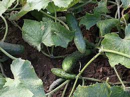 L Arrosage Du Cornichon Et Du Concombre Arrosage Concombre Jardinage