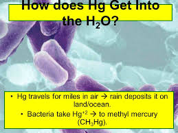 Oct 16, 2018 · mercury gets into ocean through volcanic activities as well. Mercury In The Water A Global Problem Ppt Download
