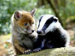 A Baby Badger And A Fox Kit Fox Badger Animals Friendship Animals Cute Animals