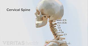 Использование human arm bones diagram.svg в bn.wikipedia.org. Cervical Spine Anatomy