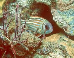 Karang gigi yang tumbuh pada gigi selama manusia itu hidup. Iranun Of Sabah Dictionary Browse Iranun English