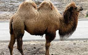 A person who is stung by a bee fears a big housefly. Jul 2007 The Camel Does Not See The Bend In Its Neck Arabic Libya Proverb African Proverbs Sayings And Stories