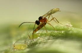 Using pest control bombs can kill wasp nests. Wasps Cannabis Crops Great Protectors