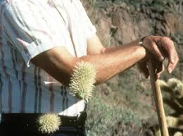 Sss better drive the speed limit. Safety Organ Pipe Cactus National Monument U S National Park Service