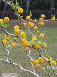 Image result for Acacia davyi