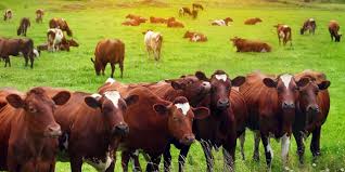 There are obviously plenty of reasons farm owners can benefit from writing a business plan — for example, you'll need one if you're seeking a loan or investment. Starting Beef Cattle Farming Business Plan Pdf Startupbiz Global