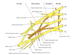 Spinal Nerves Boundless Anatomy And Physiology