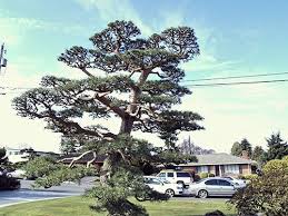 Japanese Bonsai Tree Pruning Garden Japanese Botanical Style Tree Pruning Bonsai Tree Pruning Japanese Bonsai Tree Garden Trees