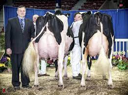 We Have To Milk Cows Or They Ll Burst Skool Of Vegan
