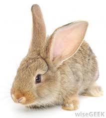 What Is The Difference Between Rabbits And Hares Rabbit Pets Hare