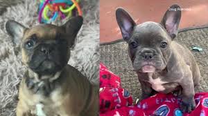 Welcome to our world of frenchies. 2 French Bulldog Puppies Found After Stolen From San Francisco Home Suspect Arrested Police Say Abc7 San Francisco