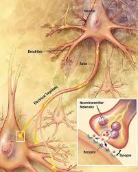 These neurons lie next to one another forming long chains to make the network of nerves. Biology For Kids Nervous System In The Human Body