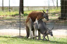 Kangaroo Porn! Best ACTION shot yet! | Franklin Park Zoo | Cody Spencer |  Flickr