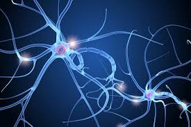 3d Nerve Cell Anatomy Brain Nerve Cell 3d Anatomy Anatomy