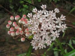 Asclepias Perennis Aquatic Milkweed Native Plants Of North America Milkweed Plant Native Plant Gardening Milkweed