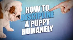 There are multiple methods you can try out at home that you can help stop your corgi puppy from biting. How To Discipline A Puppy Safe Humane But Effective Methods Youtube