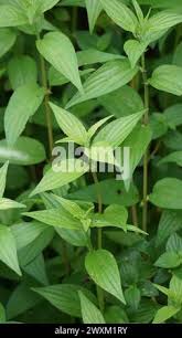 Image result for Pouzolzia