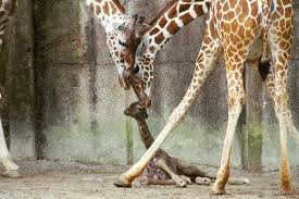 New Giraffe Baby Will Tide You Over Until April Gives Birth Cnet