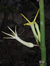 Image result for Ceropegia achtenii