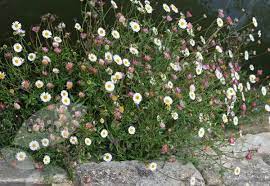 Erigeron Karvinskianus Mexican Fleabane Syn Profusion Edging Plants Olive Garden Delivery Plants
