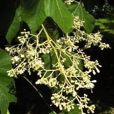 Image result for Firmiana