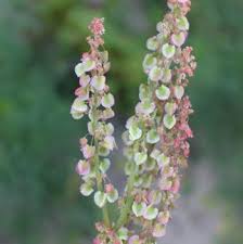 Image result for Rumex