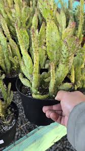 Image result for Opuntia monacantha
