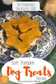 Soft Pumpkin Dog Treats Best Homemade Dog Biscuit Recipe Ever Healthy Dog Treats Homemade Dog Treats Homemade Easy Homemade Dog Cookies
